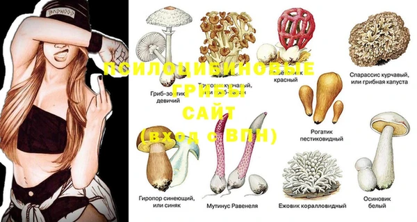 PSILOCYBIN Каменногорск