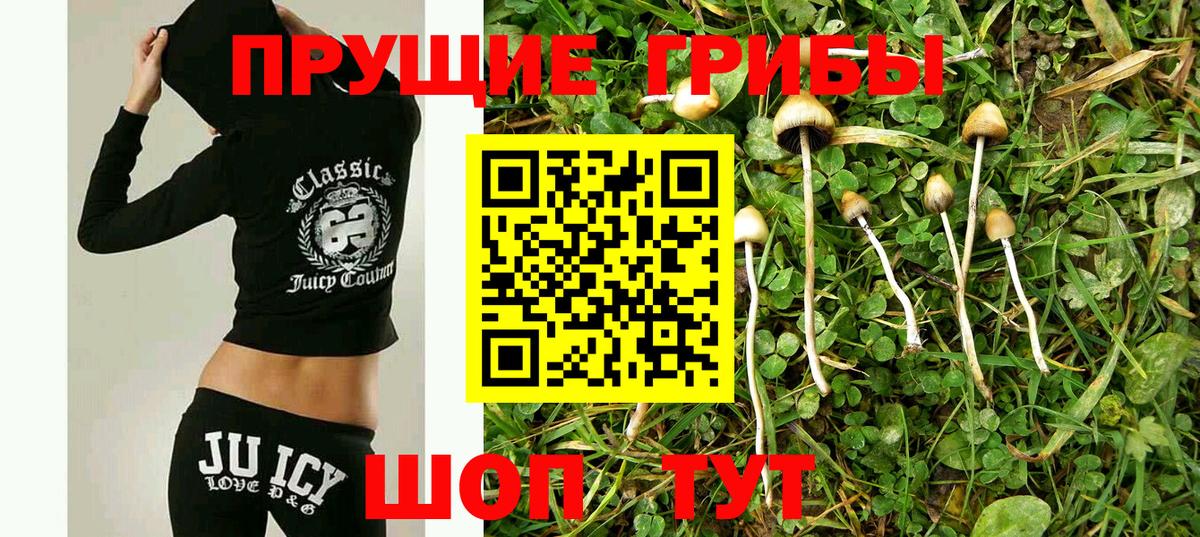 Псилоцибиновые грибы мицелий Солнечногорск